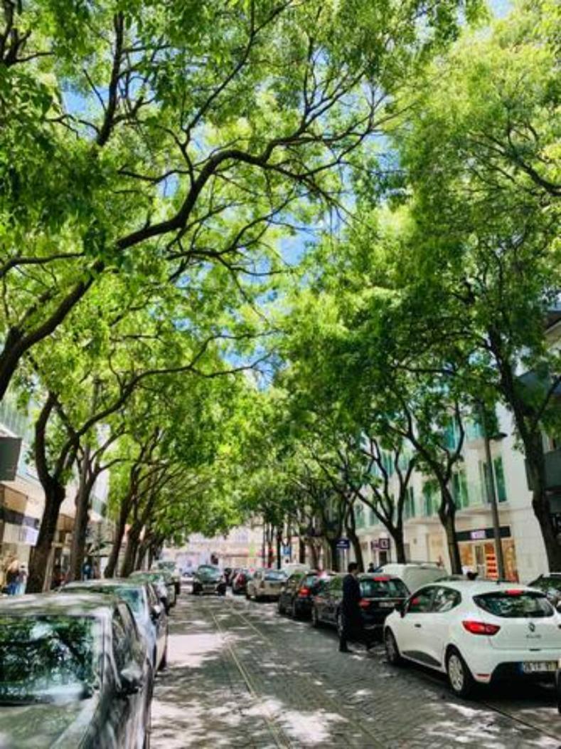 Vm - Cozy & Quiet At Campo Ourique Lisboa